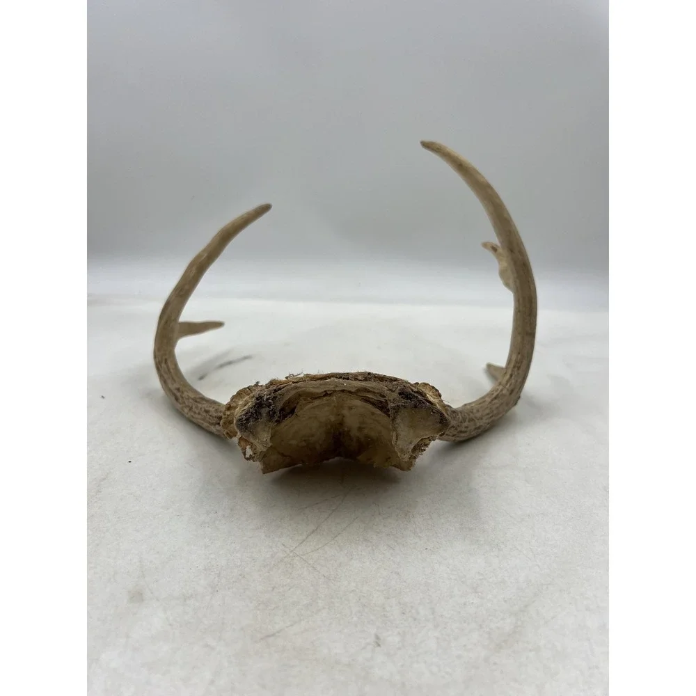 Deer Antlers Skull Plate European Mount 6 Point Real Bone Taxidermy Decor Cabin